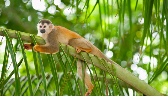 Costa Rica Walking & Hiking Tour